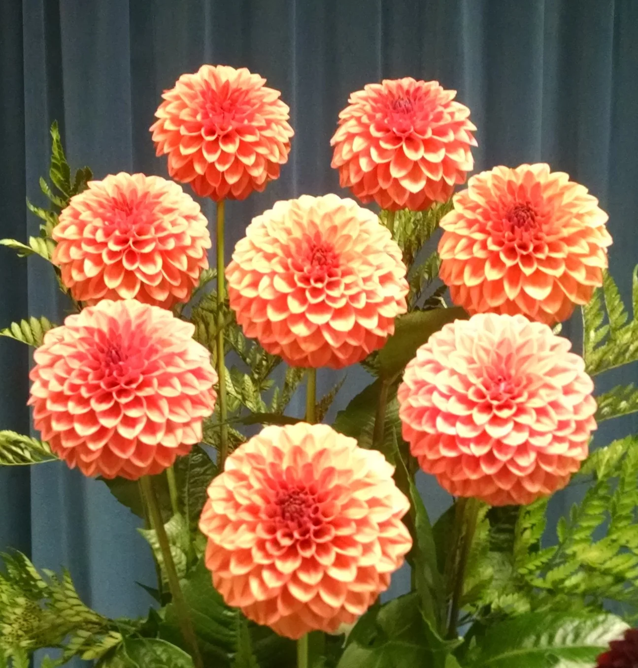 Crazy 4 Don BB-FD-PK — Crazy 4 Dahlias